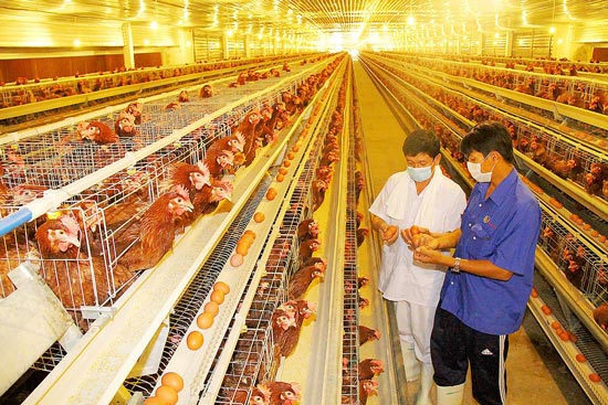 Số lượng lên đến 409 triệu con, Việt Nam vẫn nhập 128.000 tấn thịt gà - 1