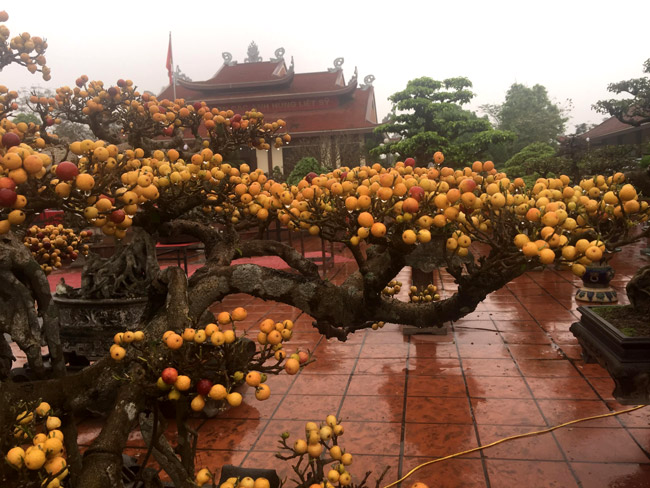 Để tạo ấn tượng cho cây, anh Công đã bẻ trụi lá từ khi quả còn xanh để cây dành chất dinh dưỡng nuôi quả.