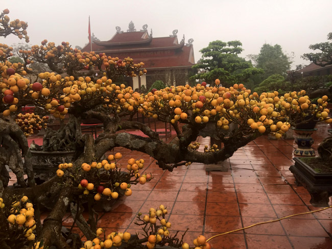 “Một tay” đượm một màu vàng của quả.