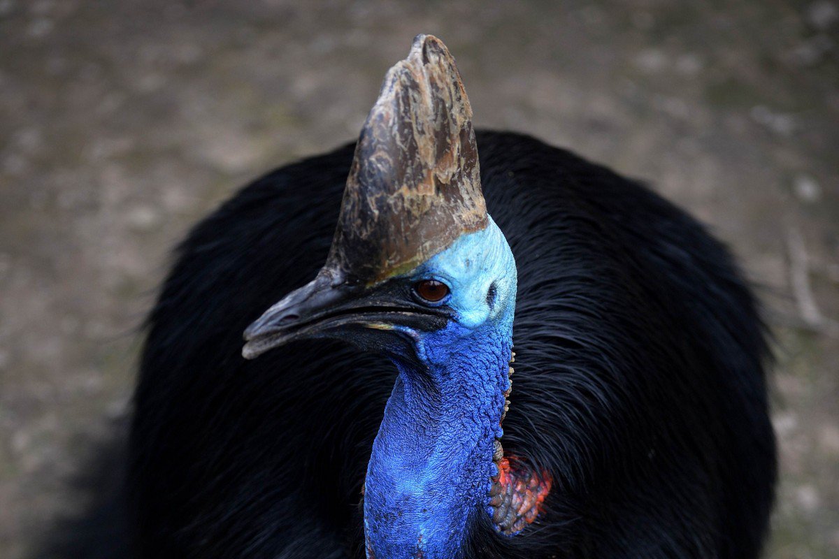 Mỹ: Chim nguy hiểm nhất thế giới dùng móng sắc như dao giết chết chủ - 1