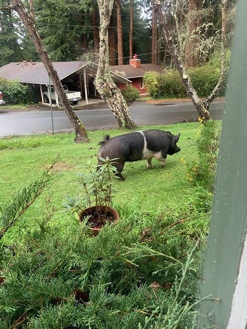 Lợn 2 tạ nuôi trong nhà đi lạc, không ngờ bị hàng xóm xẻ thịt làm bữa tối - 1