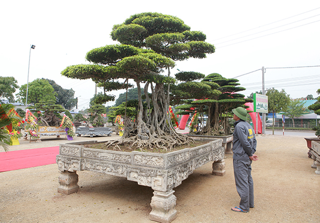 Ông Cường cho biết ông mua cây sanh cổ cách đây 16 năm của một ông Chủ tịch xã Nam Điền. Vào thời điểm đó ông đã phải bỏ ra hơn 8 tỷ đồng mới có thể mua được cây.