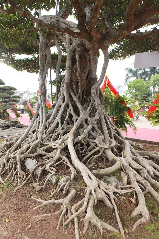 Kể về nguồn gốc của cây, ông Cường cho biết, cây sanh “Long chúa” này là một trong 3 cây sanh cổ nhất xã Nam Điền nhưng đây là cây đẹp nhất. Trong đó có 2 cây dáng trực, cây của ông dáng “Long”. Hiện hai cây dáng trực đặt tại Tại trụ sở UBND xã Nam Điền.