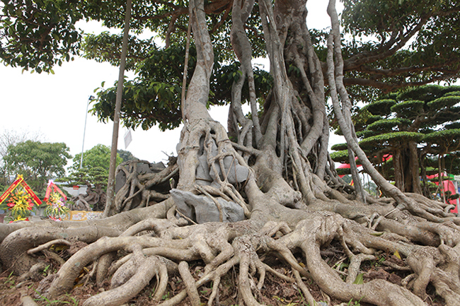 Chủ nhân cây sanh “Long chúa” cũng cho biết, cây sanh này trải qua rất nhiều chủ trong xã Nam Điền, khi ông mua được cách đây 16 năm, đã có rất nhiều người hỏi mua lại.