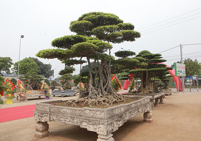 "Hiện trong vườn nhà tôi có rất nhiều cây tiền tỷ nhưng đây là cây đắt nhất, quý nhất. Đến thời điểm này, cây “Long chúa" có thể coi là cây dáng “Long” đẹp nhất Việt Nam", ông Cường tự hào nói.