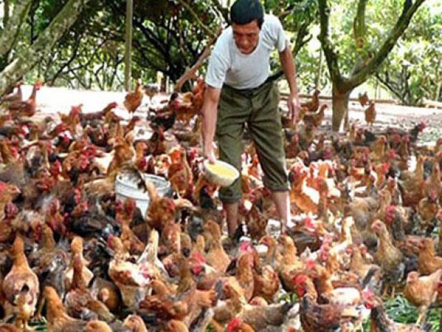 Việt Nam nhập siêu ”đặc sản”... cổ, cánh, chân gà