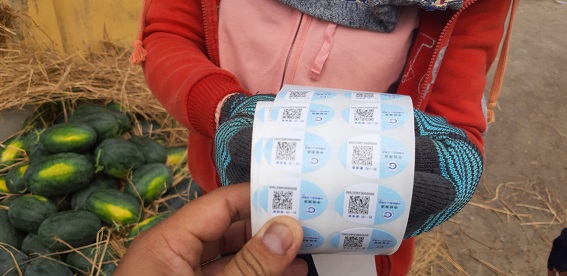 Dưa hấu phải dán tem Trung Quốc ở Quảng Nam: Nông dân sẽ có lợi? - 1