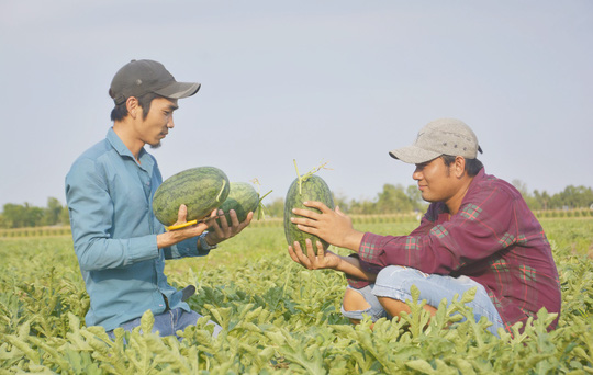 Nắng cháy da, nông dân vẫn tươi cười vì được mùa dưa hấu ngọt - 5