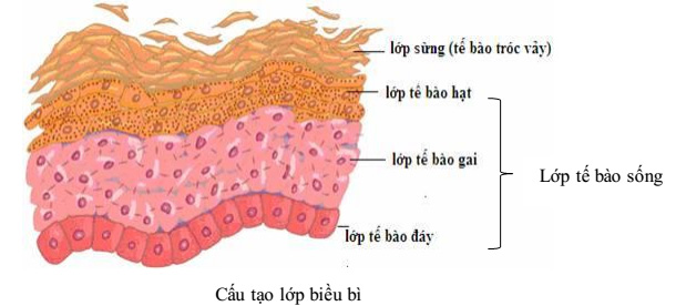 Tìm hiểu kỹ nám da là gì và nguyên nhân để khắc phục hiệu quả - 1