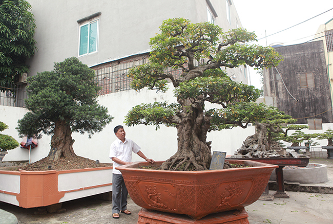 Chủ sở hữu của những cây khế cổ là anh Phan Văn Toàn (TP. Việt Trì, Phú Thọ). Những cây khế của anh Toàn được công nhận là cây di sản Việt Nam (năm 2015). Trong ảnh là tác phẩm khế cổ có tên “kết mộc vi sơn” trên 200 tuổi.