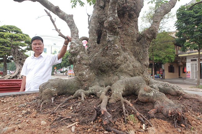 Hiện trong vườn nhà anh Toàn còn có 2-3 cây khế cổ có giá trị. Hằng ngày, có rất nhiều đoàn khách trong nước và quốc tế đến thăm vườn cây di sản duy nhất ở Việt Nam