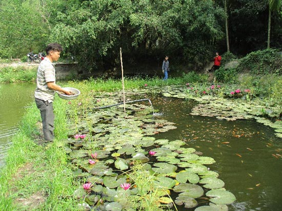 Quảng Nam: Nuôi gà siêu trứng, dưới ao thả cá, lãi 12 triệu/tháng - 5