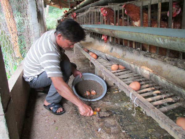 Quảng Nam: Nuôi gà siêu trứng, dưới ao thả cá, lãi 12 triệu/tháng - 6