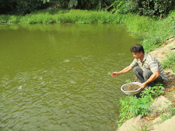 Quảng Nam: Nuôi gà siêu trứng, dưới ao thả cá, lãi 12 triệu/tháng - 7