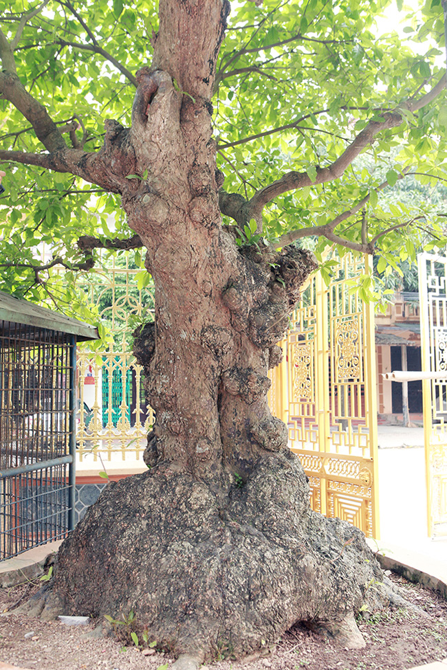 Kể về nguồn gốc của cây, vị đại gia cho biết: “Tôi mua cây lộc vừng cách đây gần 20 năm của một dòng họ gần đền Trần (Nam Định).