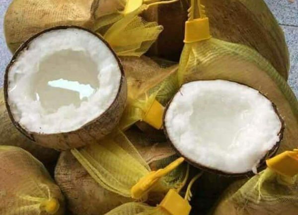 Đắt gấp 20-25 lần dừa thường, loại dừa này vẫn luôn cháy hàng - 2