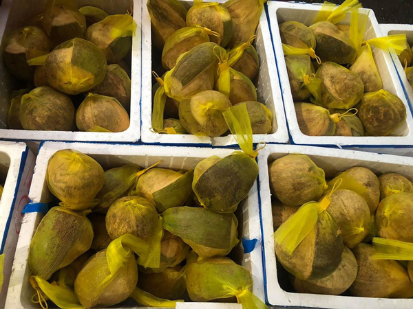 Đắt gấp 20-25 lần dừa thường, loại dừa này vẫn luôn cháy hàng - 3