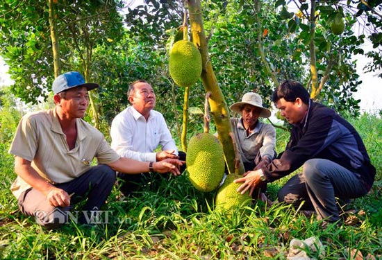 Kiên Giang: Mít Thái giá 500 ngàn/trái, lái vô tận vườn đòi mua - 1