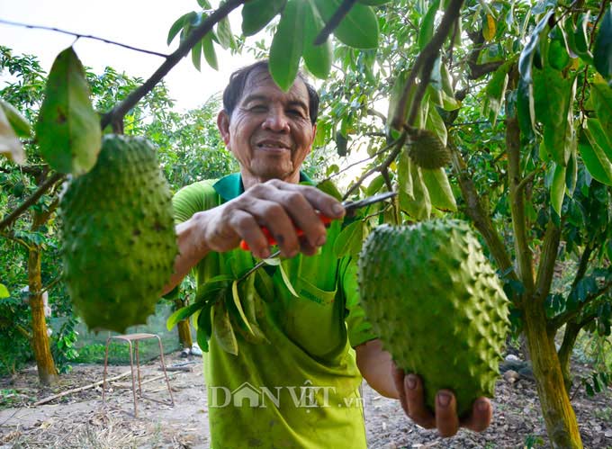 Kiên Giang: Mít Thái giá 500 ngàn/trái, lái vô tận vườn đòi mua - 2