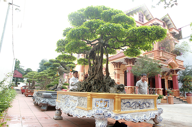 “Cây sanh có từ đời vua Gia Long và  từng được vua Bảo Đại chơi nên gọi là cây sanh “vua”, cũng là “vua” của các cây sanh. Đây cũng là cây sanh đầu tiên được các nghệ nhân xưa trồng, uốn nắn từ nhỏ nên nên trong giới chơi cây cảnh thường gọi cây sanh là này cây sanh thương hiệu đầu tiên của Việt Nam”, anh Toàn giải thích.