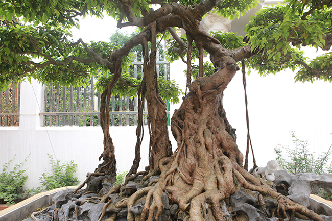 Theo anh Toàn, cây sanh cổ có tuổi đời trên 300 năm có đường thân rất độc đáo, hình dáng của cây giống như một chiếc nỏ, từ thân cây "phóng" ra các cành giống như các mũi tên của "nỏ thần".