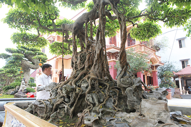 Ông Vương Xuân Nguyên (Phó chủ tịch Sinh vật cảnh Hà Nội) cho biết: “Cây sanh “Nỏ thần” không chỉ là một tác phẩm nghệ thuật đỉnh cao của nghệ thuật bonsai mà khi xét về lịch sử cây sanh cổ này còn là một "bảo vật" quý giá đáng để chúng ta trân trọng và gìn giữ".