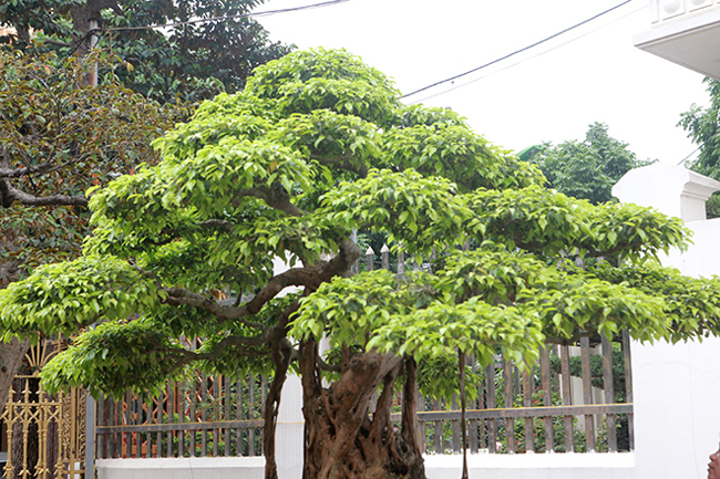 Tổng thể cây sanh cổ rất đẹp, từ các bông tán đã được tạo, tỉa rất ăn ý.