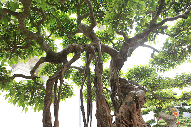 Đây là cây sanh duy nhất ở Việt Nam có nước da (vỏ) vàng óng như đồng từ thân cây đến các rễ lớn, chi, răm…