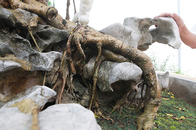 Các rễ của sanh cổ bám chặt vào khối đá được bố trí rất cầu kỳ càng tạo thêm vẻ đẹp cho tác phẩm "Nỏ thần" của anh Toàn.