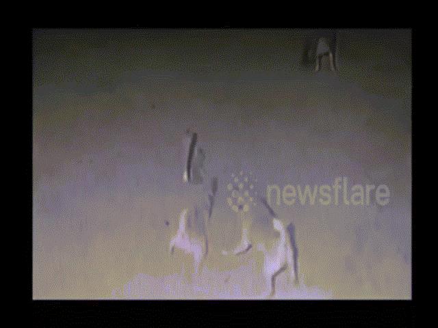 Video: Đàn chó tử chiến hổ mang chúa hung hãn và kết cục đau lòng