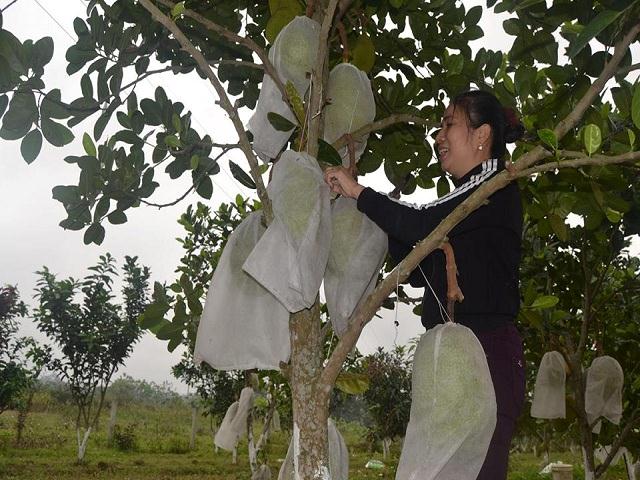 &#34;Phát sốt&#34; với giá cao, mít Thái &#34;leo&#34; lên đồi núi xứ Nghệ - 2