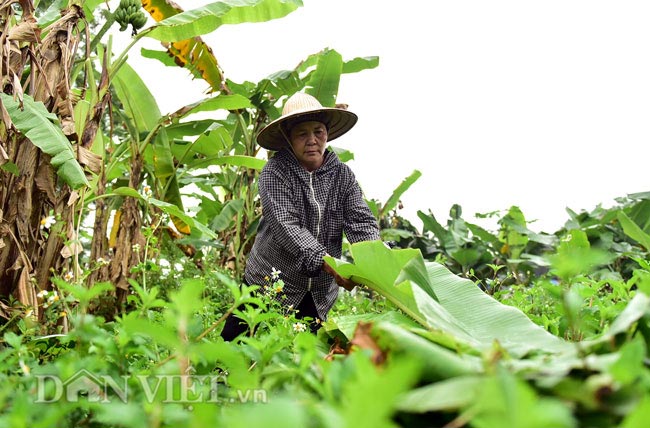 Ảnh, clip: Vào rừng hái lá chuối bán 10 nghìn/kg hết vèo - 5