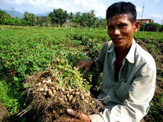 Đậu phộng “đẻ” lãi gấp 5 lần trồng lúa, chỉ 1 huyện đã thu 370 tỷ