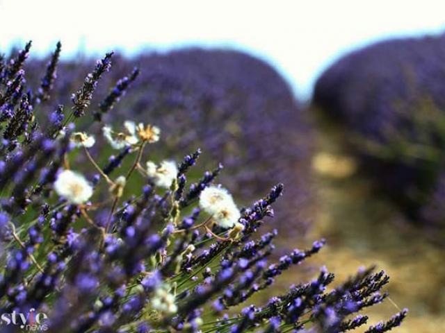 Những cánh đồng hoa oải hương tím biếc ở Provence