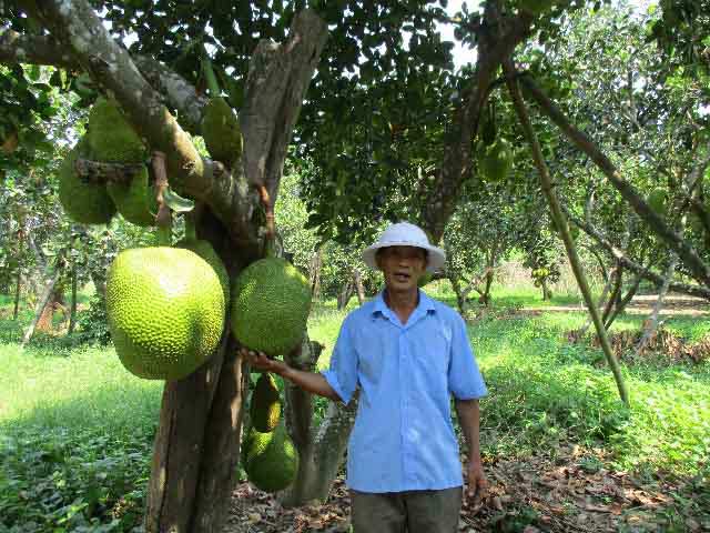 Quảng Nam: Đếm tiền &#34;khỏe re” từ cây ra quả &#34;khổng lồ&#34;, thơm cả xóm - 1