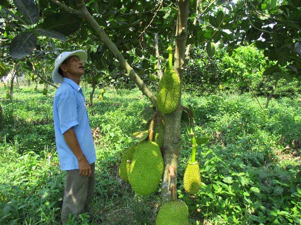 Quảng Nam: Đếm tiền &#34;khỏe re” từ cây ra quả &#34;khổng lồ&#34;, thơm cả xóm - 2