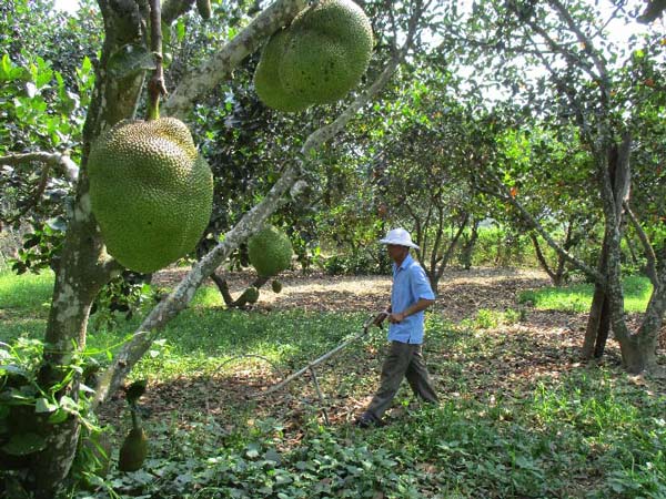 Quảng Nam: Đếm tiền &#34;khỏe re” từ cây ra quả &#34;khổng lồ&#34;, thơm cả xóm - 4