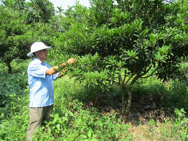 Quảng Nam: Đếm tiền &#34;khỏe re” từ cây ra quả &#34;khổng lồ&#34;, thơm cả xóm - 5