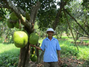 Thị trường - Tiêu dùng - Quảng Nam: Đếm tiền &quot;khỏe re” từ cây ra quả &quot;khổng lồ&quot;, thơm cả xóm