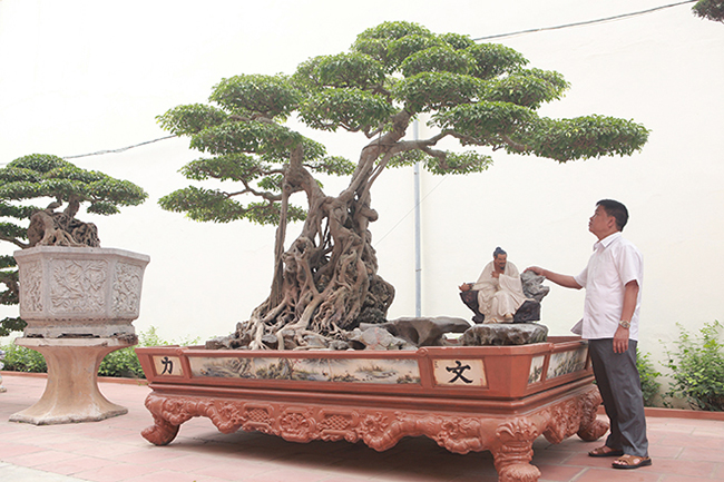 Anh Phan Văn Toàn (TP. Việt Trì, PhúThọ) là người sở hữu nhiều cây cảnh quý hiếm ở Việt Nam. Tác phẩm “Ông bụt” là một trong những cây có giá trị mà anh Toàn mất rất nhiều công sức để sở hữu.