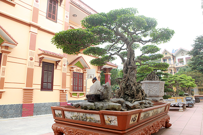 Kể về quá trình mua cây, anh Toàn cho biết, những cây quý thường rất khó mua, để&nbsp;mua được cây “Ông Bụt” anh tốn nhiều công sức nhất.