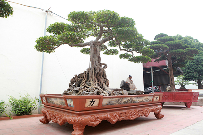 Cây cao khoảng 2m, tán rộng 3m. Bóng cây rất đẹp, bông tán hợp lý. “Đây là một trong những cây sanh thương hiệu của Việt Nam và cây có bóng tán đẹp nhất trong những cây sanh làm theo lối cổ”, anh Toàn nói.