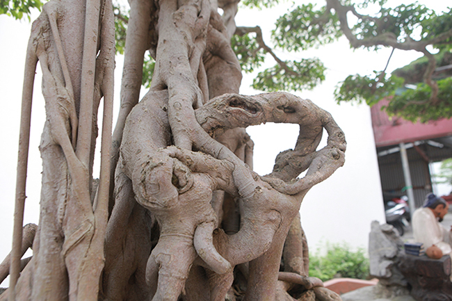 Thân cây có những thân thẳng đan xen với những thân nhỏ cong tạo nên thế cây vừa vững chãi vừa uyển chuyển.