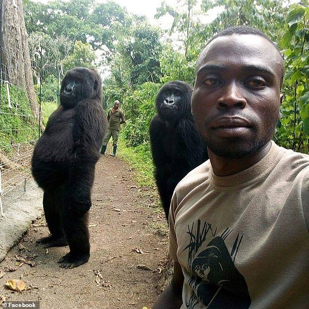 Bầy khỉ đột nặng 2 tạ chụp ảnh selfie như người gây kinh ngạc ở Congo - 1