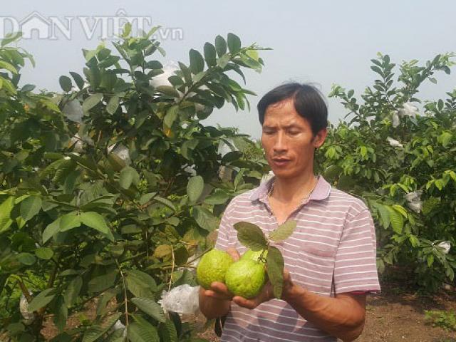 Ninh Bình: Dùng phế phẩm ủ nấm bón cho ổi, lãi 20 triệu mỗi tháng