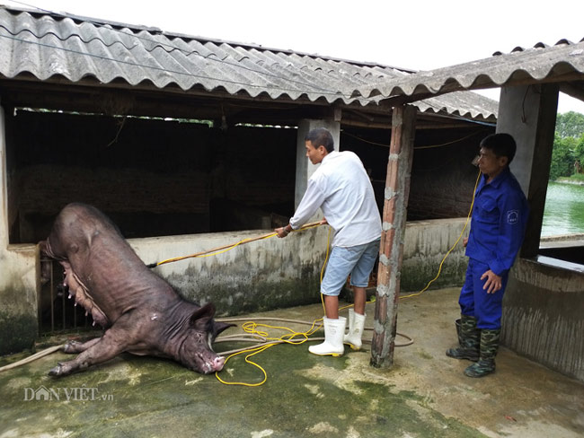 Giá heo hơi 23/4: Giá chênh lệch cao, lợn miền Bắc &#34;chạy&#34; vào Nam - 3