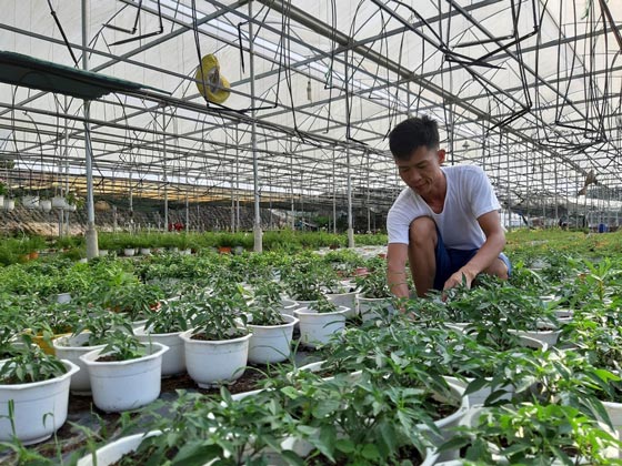 Đà Nẵng: Thuê đất trồng hoa mà làm ra 300 triệu đồng mỗi năm - 1