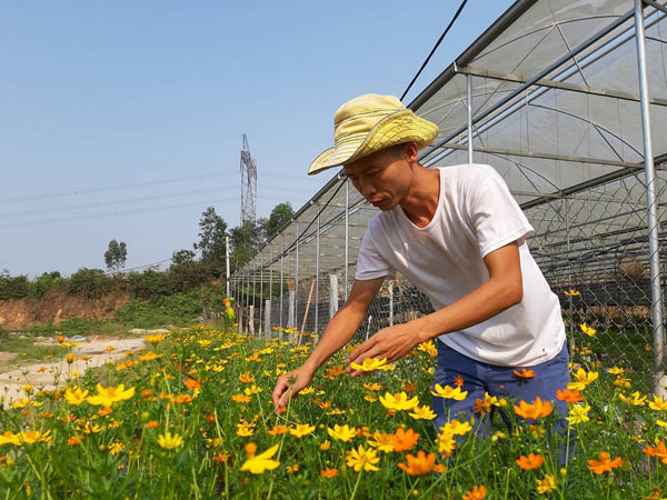 Đà Nẵng: Thuê đất trồng hoa mà làm ra 300 triệu đồng mỗi năm - 5