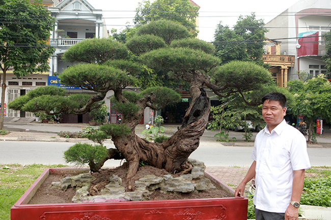 Chủ nhân của tác phẩm là anh Phan Văn Toàn &#40;TP. Việt Trì, Phú Thọ&#41;, một đại gia chơi cây cảnh nổi tiếng. Cách đây gần 10 năm, anh Toàn đã bỏ ra 100 tỷ đồng mua cây cảnh trên khắp đất nước.