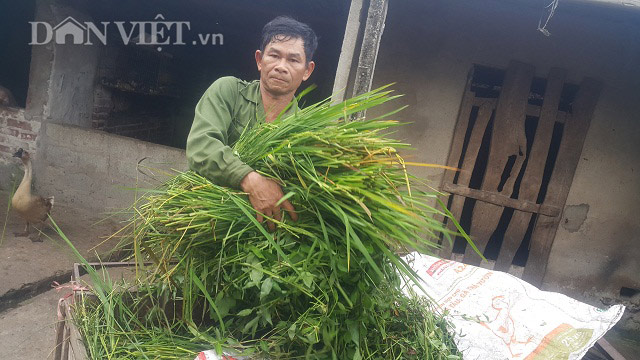 Làm giàu ở nông thôn: Cắt cỏ dại nuôi con nhiều sao mà xây nhà lầu - 1